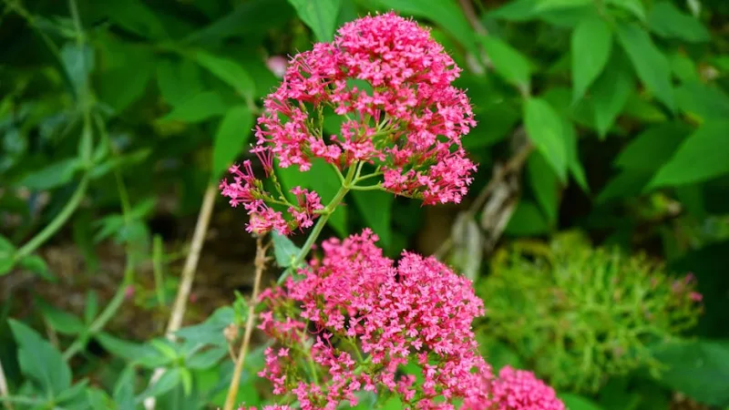 Centranthus Rosso - Centranthus ruber