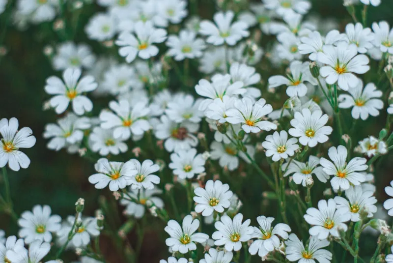 Cerastio - Cerastium tomentosum