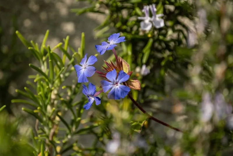 Ceratostigma - Ceratostigma willmottianum