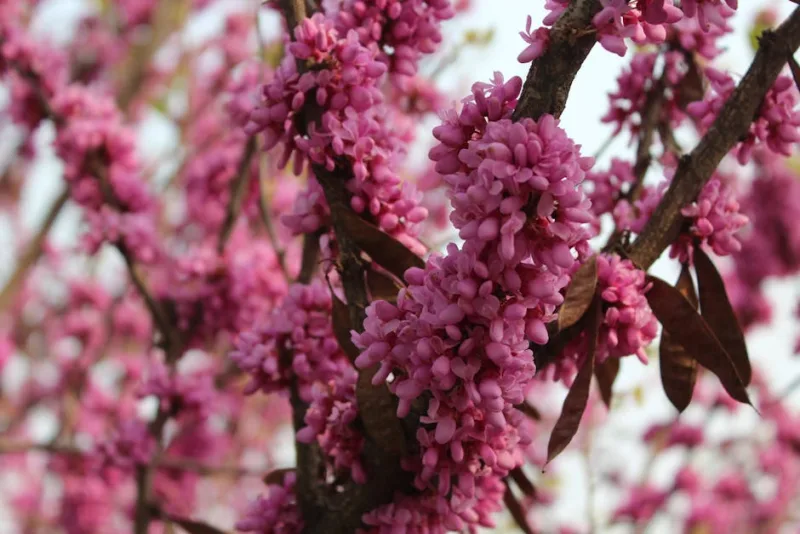 Cercis Forest Pansy - Cercis canadensis 'Forest Pansy'