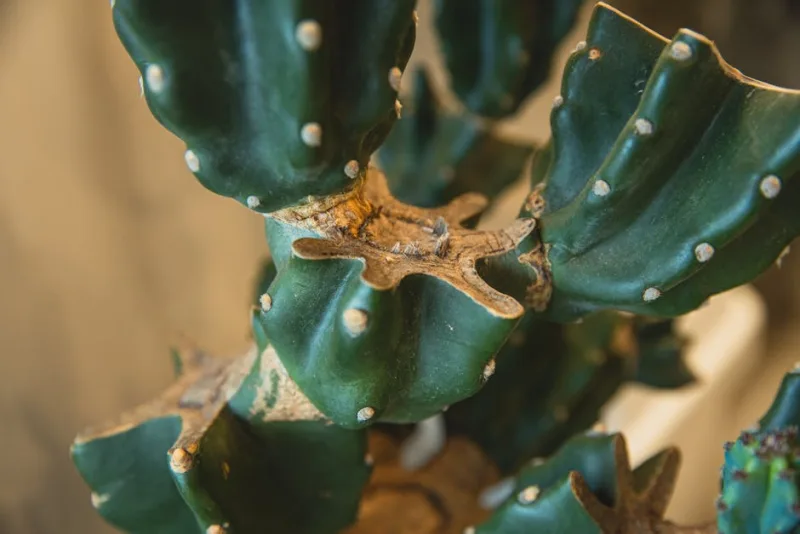 Cereus Peruvianus - Cereus repandus