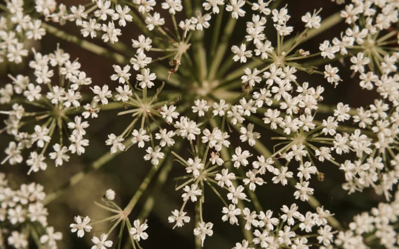 Cerfoglio - Anthriscus cerefolium