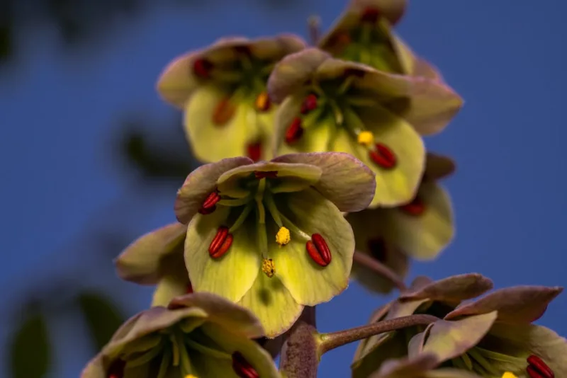 Cerinthe Major - Cerinthe major 'Purpurascens'
