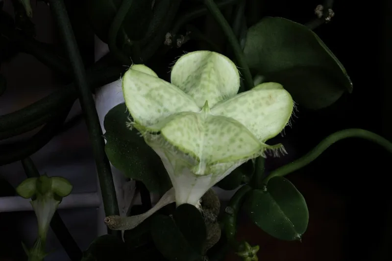Ceropegia Woodii - Ceropegia woodii