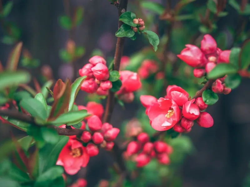 Chaenomeles Pink Lady - Chaenomeles × superba 'Pink Lady'