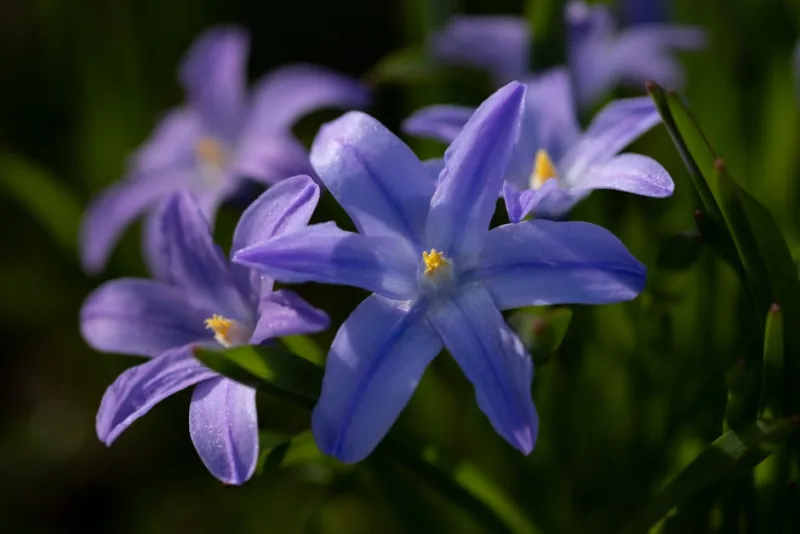 Chionodoxa - Chionodoxa luciliae