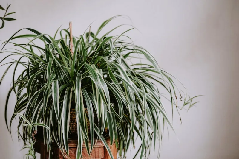 Chlorophytum - Chlorophytum comosum