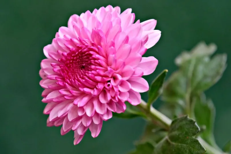Chrysanthemum Bronze Elegance - Chrysanthemum 'Bronze Elegance'