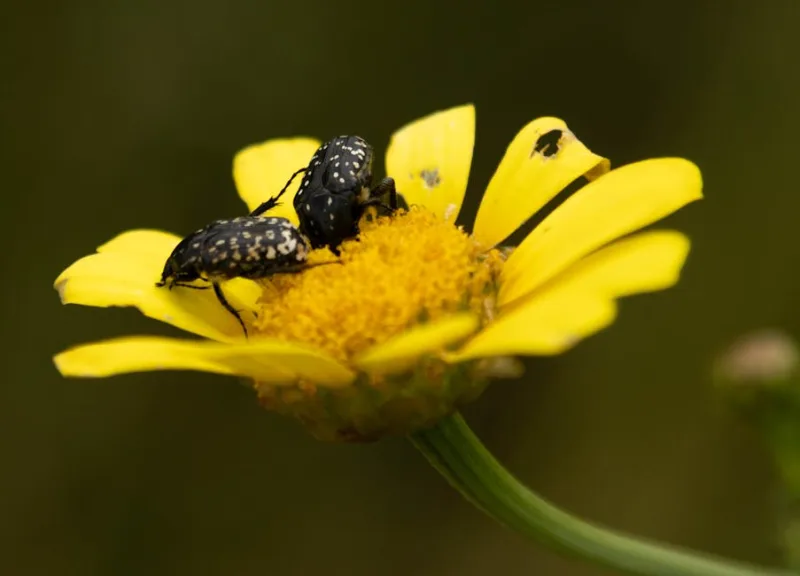Chrysanthemum Carinatum - Glebionis carinata