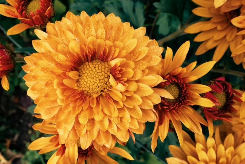 Chrysanthemum Indicum - Chrysanthemum × morifolium