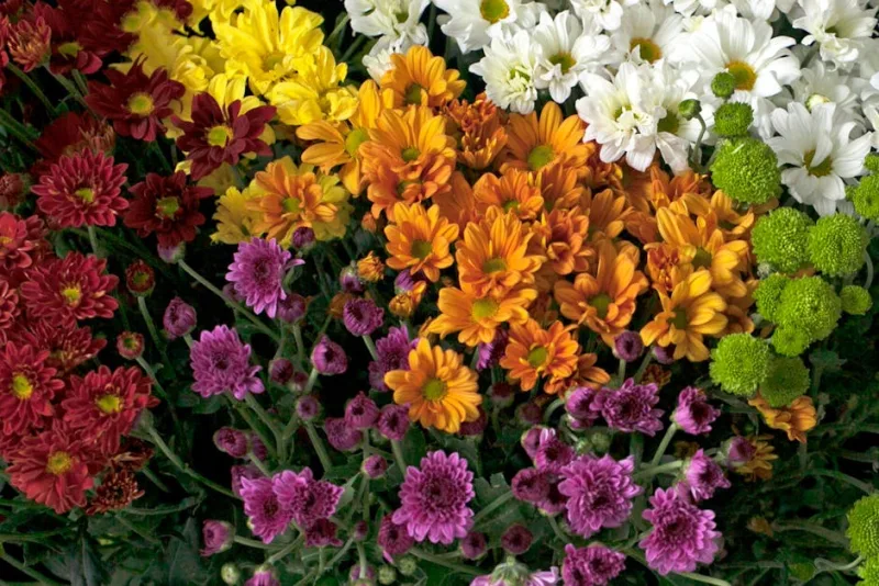 Chrysanthemum Maximum - Leucanthemum maximum