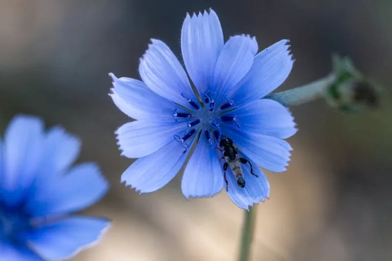 Cichorium Intybus - Cichorium intybus