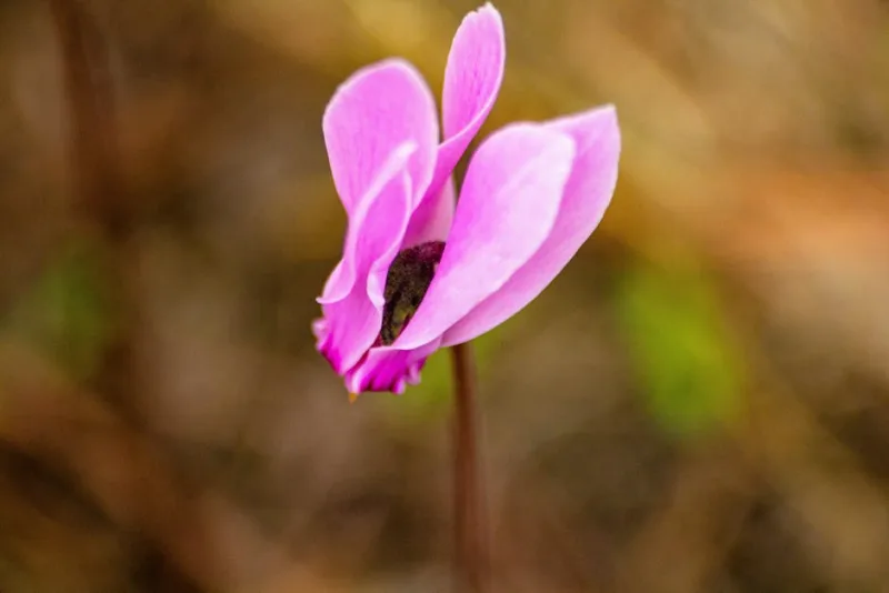 Ciclamino da Interno - Cyclamen persicum