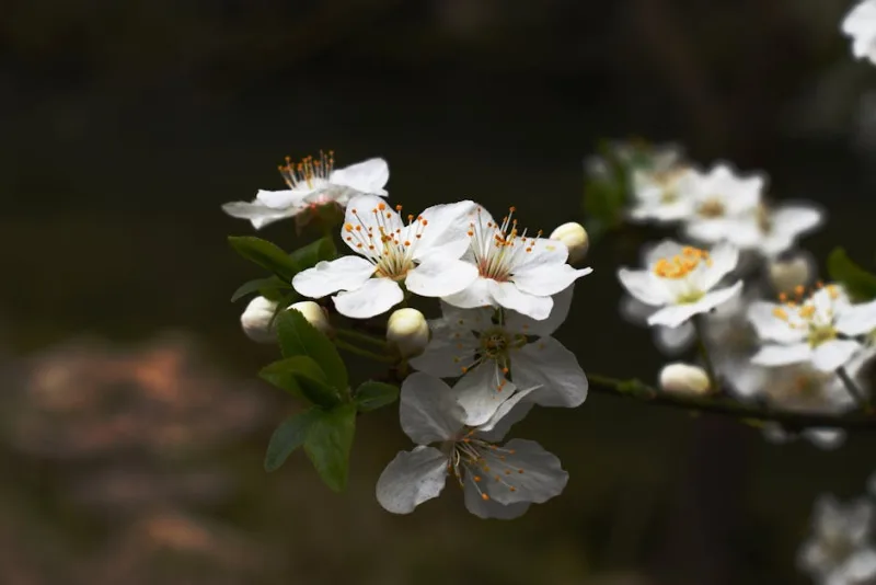 Ciliegio Autumnalis - Prunus subhirtella 'Autumnalis'