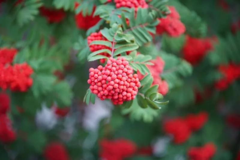 Cimicifuga Racemosa - Actaea racemosa