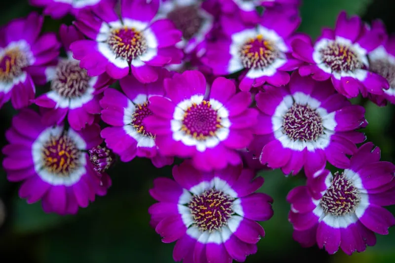 Cineraria - Pericallis × hybrida