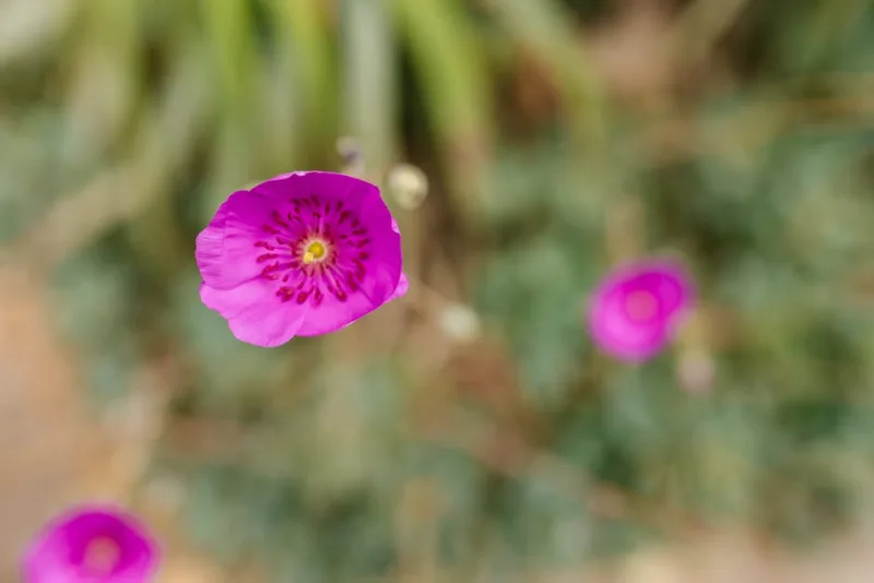 Cistanthe - Cistanthe grandiflora