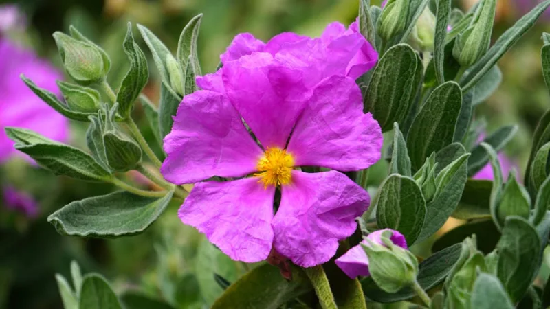 Cisto Rosso - Cistus creticus