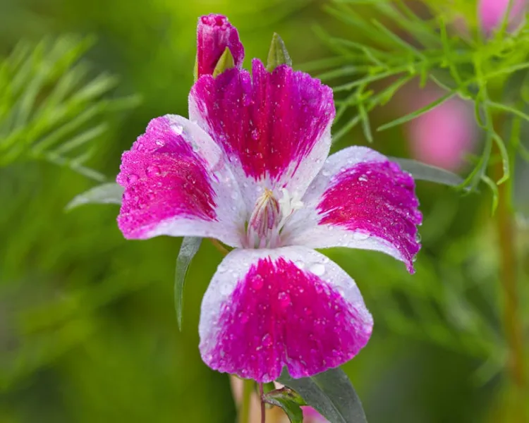Clarkia Elegant Mix - Clarkia unguiculata