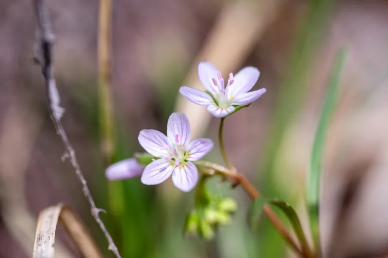 Claytonia Virginica - Claytonia virginica