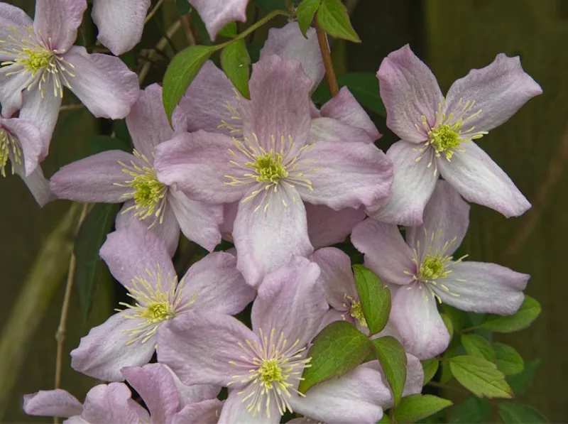Clematide Montana - Clematis montana