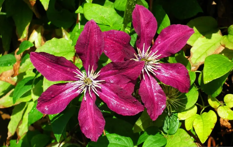 Clematis Texensis - Clematis texensis