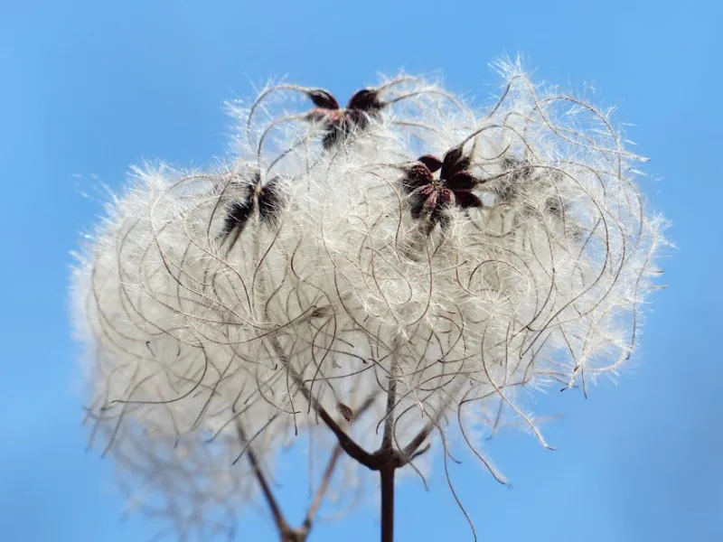 Clematis Vitalba - Clematis vitalba