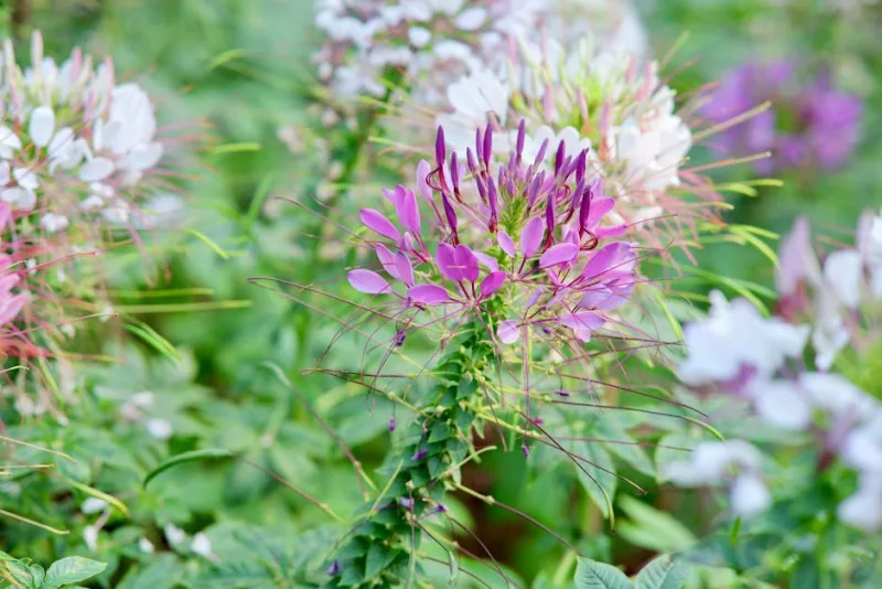 Cleome Hassleriana - Cleome hassleriana