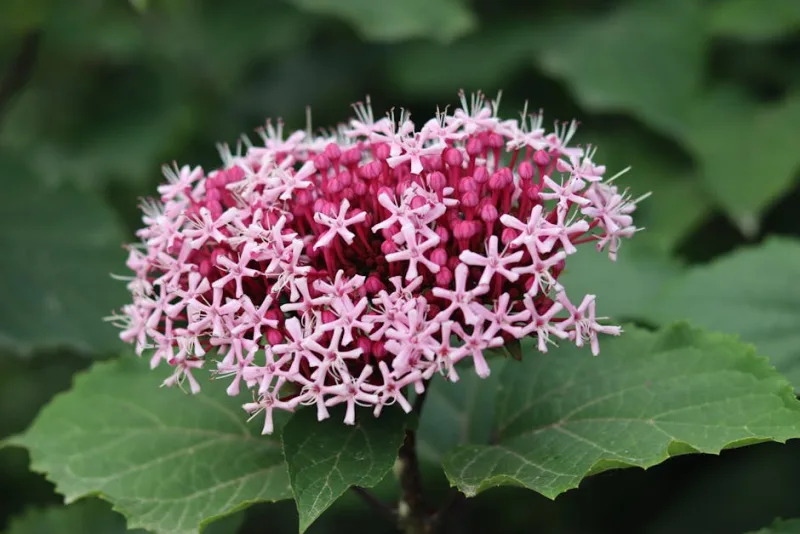 Clerodendrum Bungei - Clerodendrum bungei