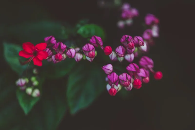 Clerodendrum - Clerodendrum thomsoniae