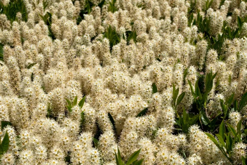 Clethra Alnifolia - Clethra alnifolia