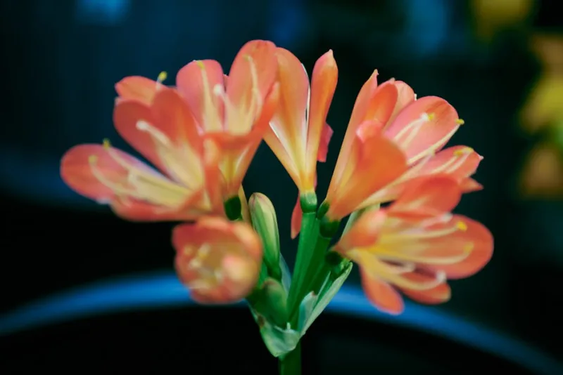 Clivia Miniata - Clivia miniata