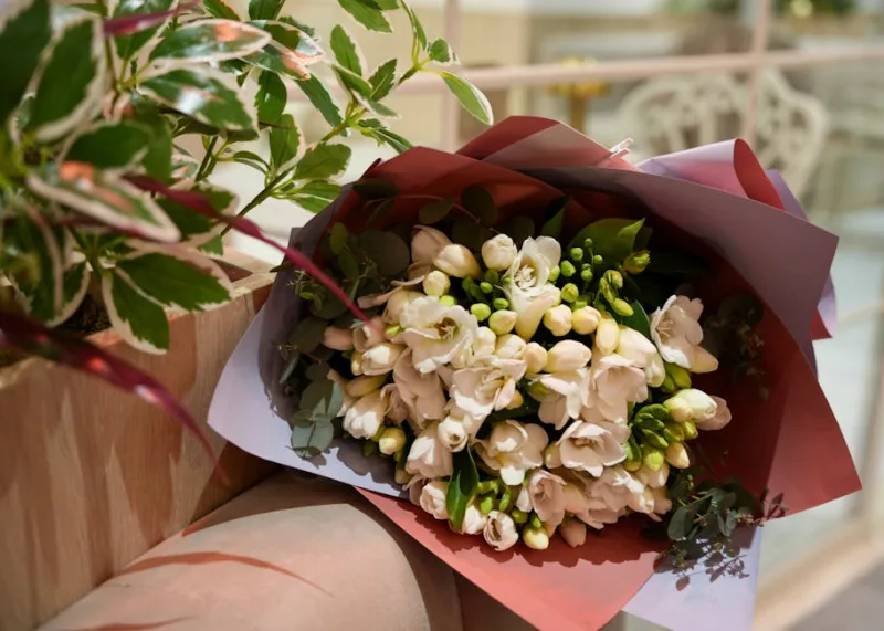 Clusia Rosea - Clusia rosea
