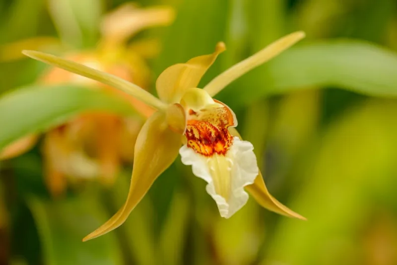 Coelogyne Cristata - Coelogyne cristata