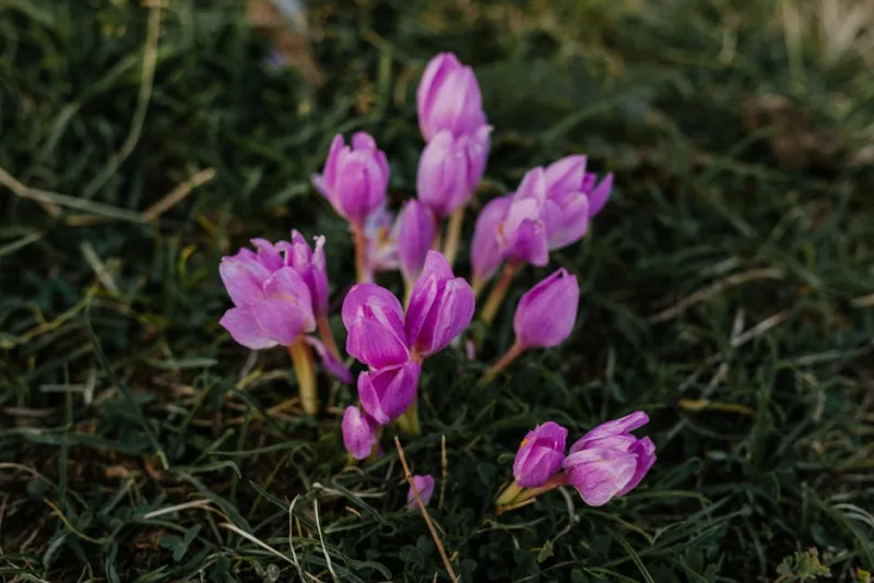 Colchico Waterlily - Colchicum 'Waterlily'