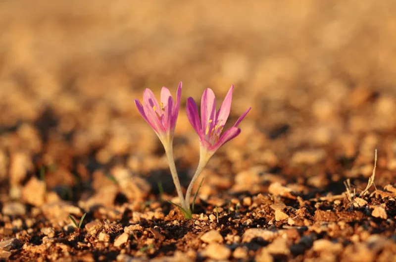 Colchico - Colchicum autumnale