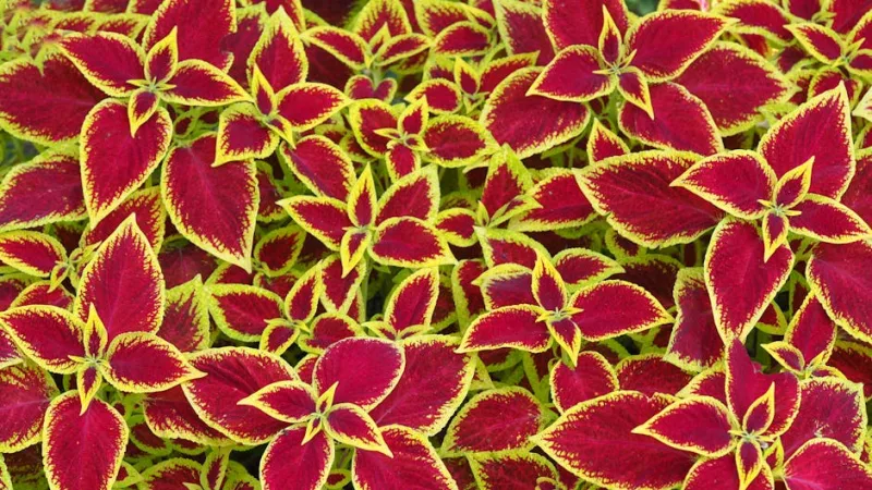 Coleus Rainbow - Coleus scutellarioides