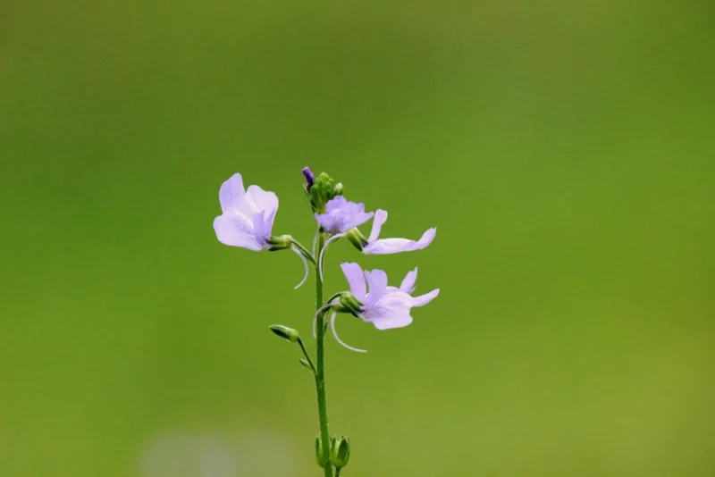 Collinsia - Collinsia heterophylla