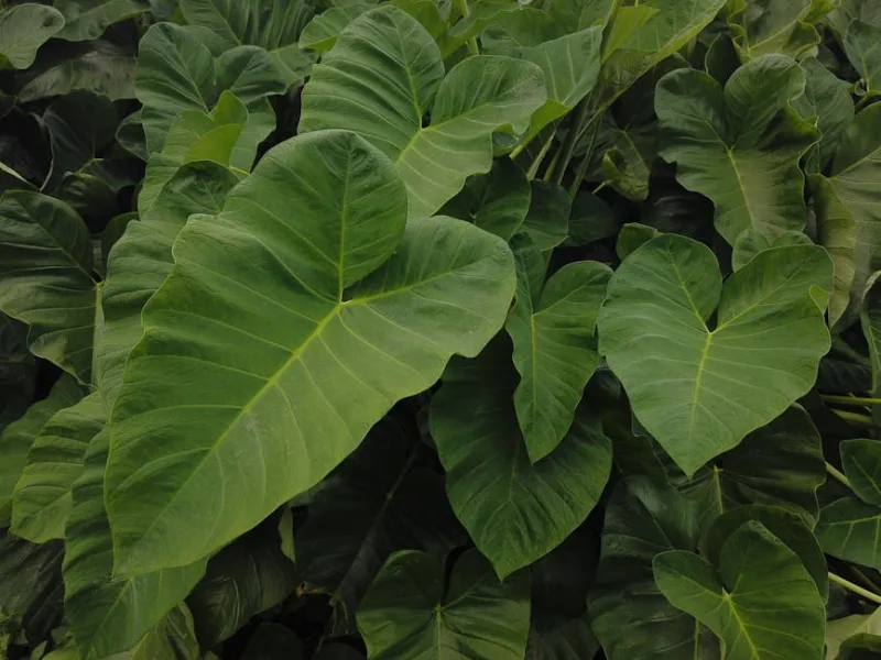 Colocasia Esculenta - Colocasia esculenta