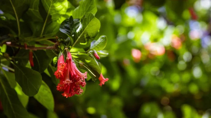 Colquhounia - Colquhounia coccinea