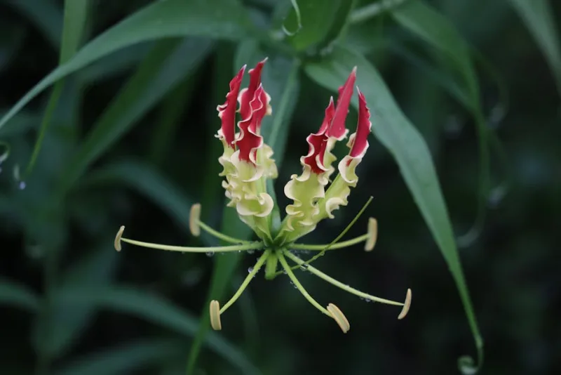 Columnea - Columnea gloriosa