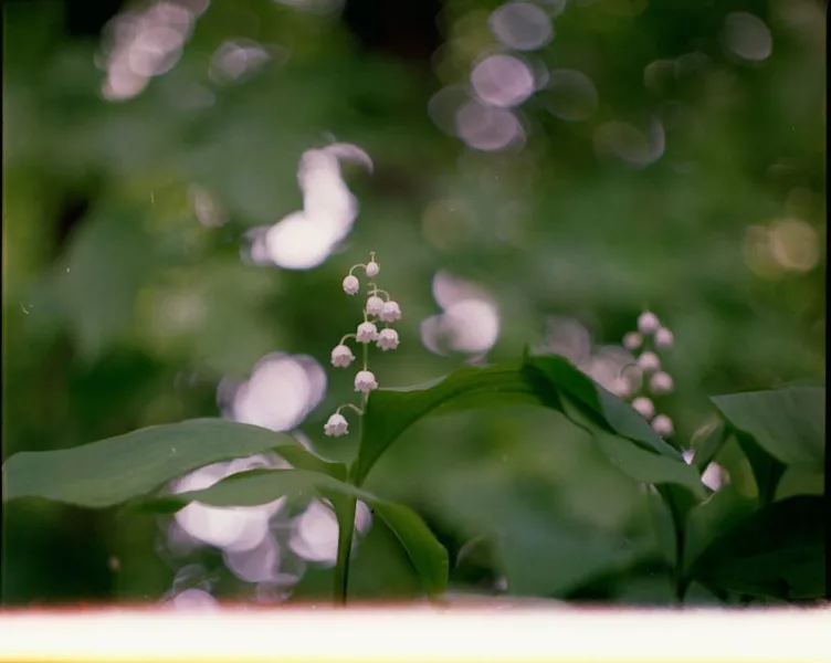 Convallaria Rosea - Convallaria majalis 'Rosea'