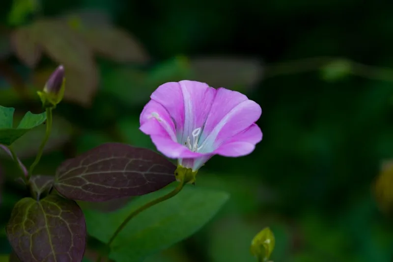 Convolvolo Blu - Convolvulus sabatius