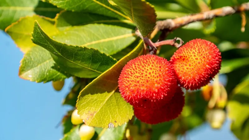 Corbezzolo - Arbutus unedo