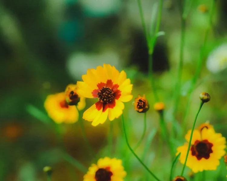Coreopsis Nana - Coreopsis auriculata 'Nana'
