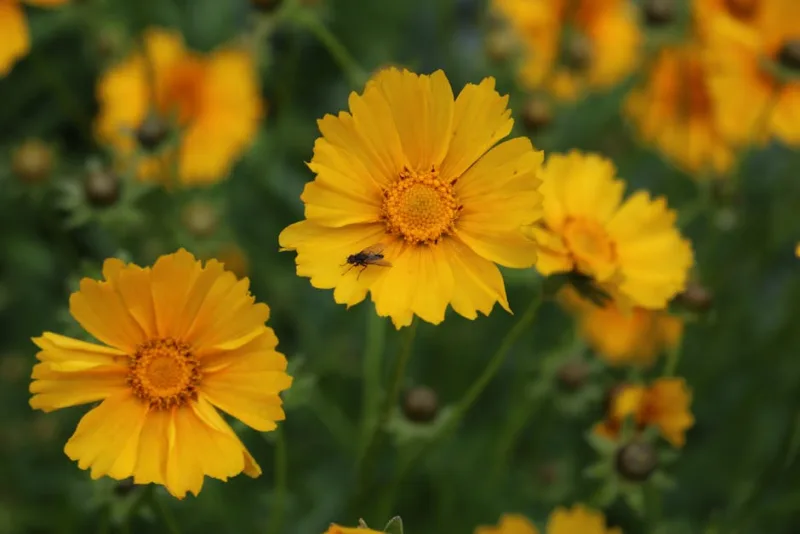 Coreopsis Star Cluster - Coreopsis 'Star Cluster'