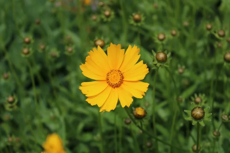 Coreopsis Tinctoria - Coreopsis tinctoria