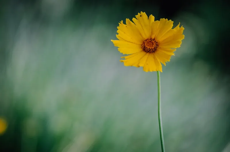 Coreopsis Verticillata - Coreopsis verticillata
