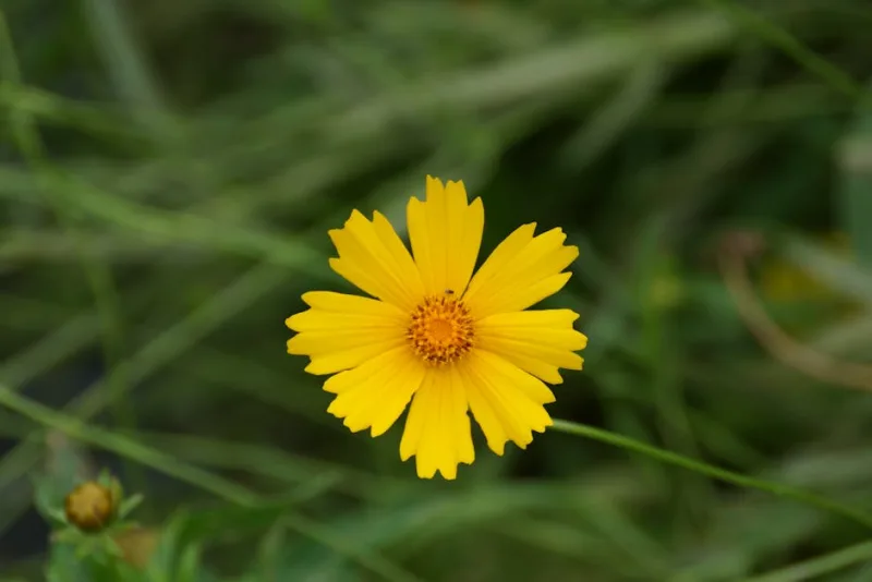 Coreopsis - Coreopsis grandiflora