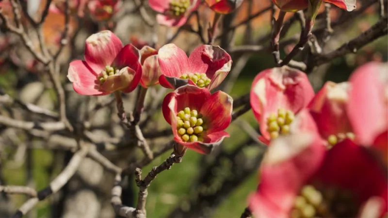 Cornus Midwinter Fire - Cornus sanguinea 'Midwinter Fire'